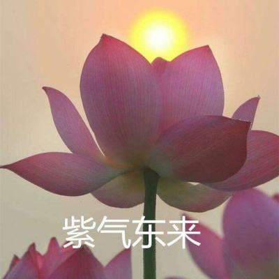 香肠派对国际服下载安装正版